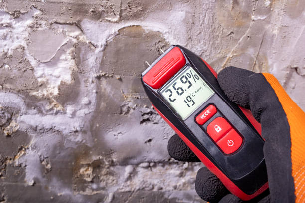 Best Emergency Mold Remediation in Imlay City, MI