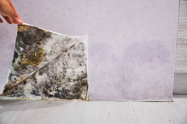 Best Insurance-Related Mold Remediation in Imlay City, MI